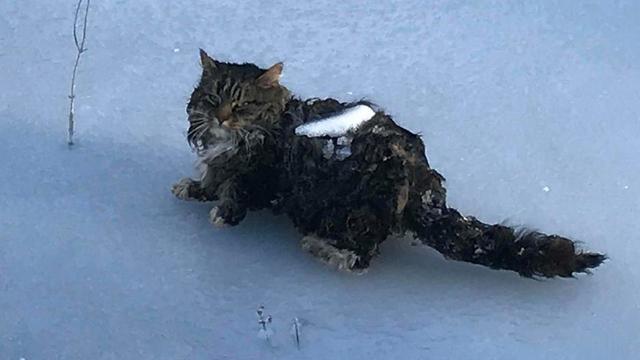 grumpy cat snow