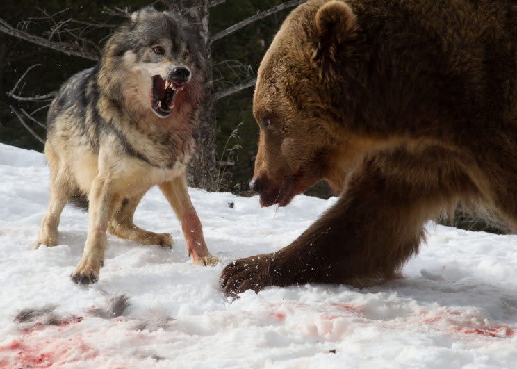 Bear vs wolves