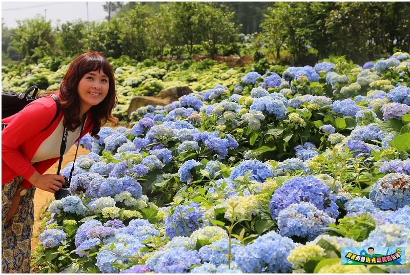 新北市萬里｜高家繡球花