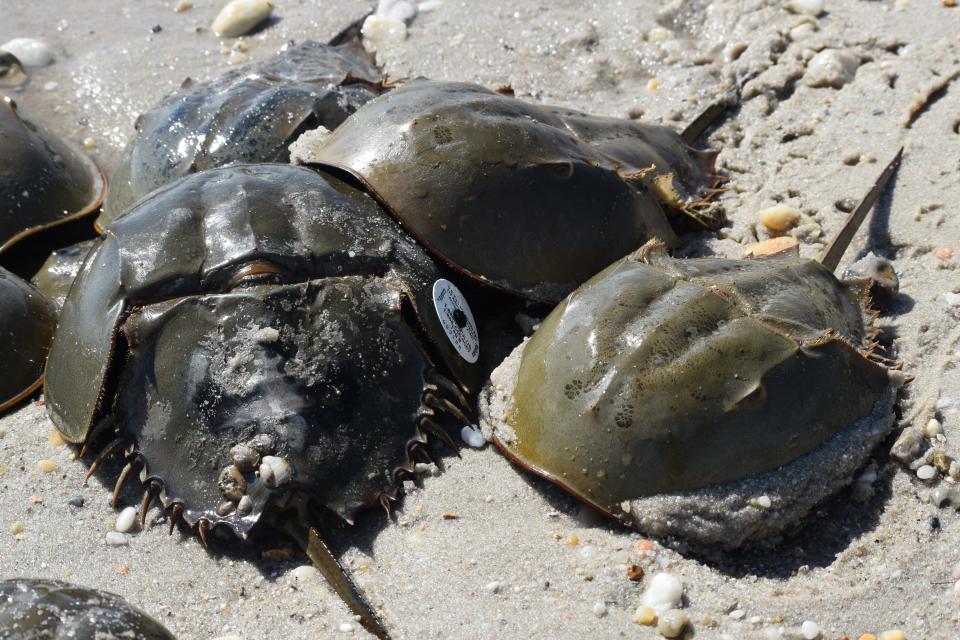 Horseshoe crab spawning season attracts hundreds of thousands of migrating shorebirds like the red knot, whose life depends on a stop in the Delaware Bay to feast on the crabs' protein-rich eggs and survive the journey to Arctic breeding grounds. The spectacle attracts tourists from around the world.