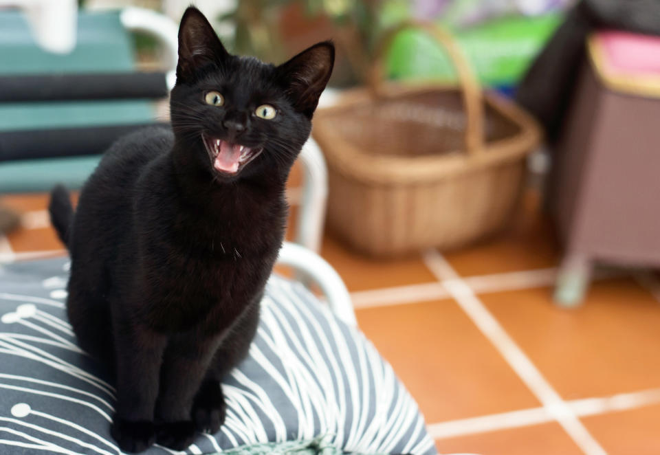 A black cat with green eyes sits on a chair with a striped cushion, mouth open as if meowing, in an indoor space with a basket in the background