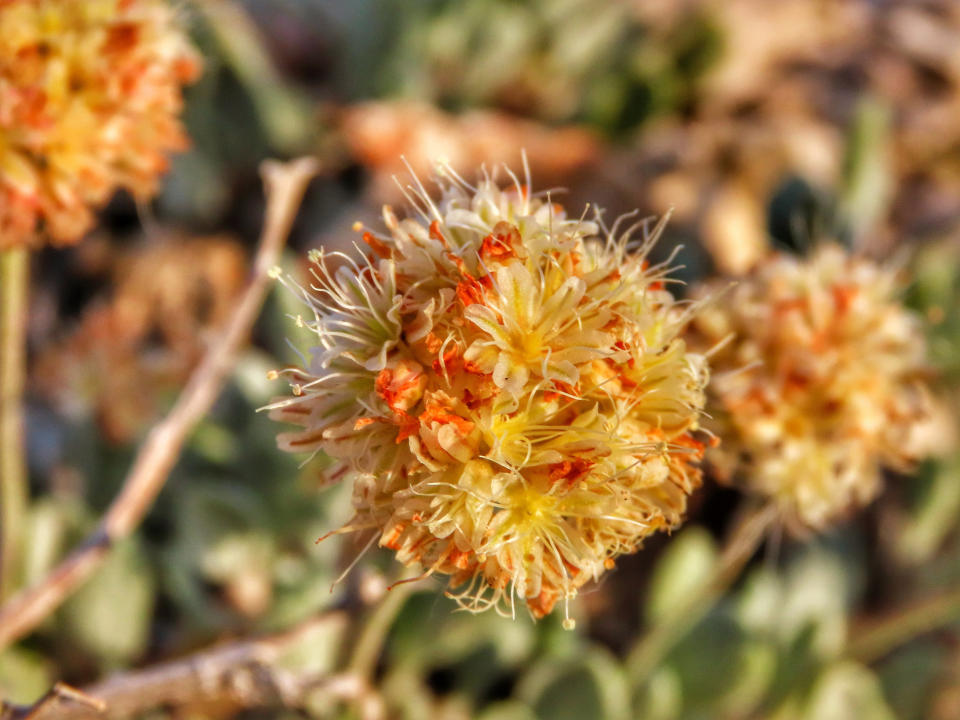 FILE - In this June 1, 2019, file photo, provided by the Center for Biological Diversity shows Tiehm's buckwheat blooming at Rhyolite Ridge in the Silver Peak Range of Western Nevada. A federal judge has given the Fish and Wildlife Service just 30 more days to make an overdue decision on whether to formally propose endangered species protection for a rare desert wildflower at the center of a fight of a proposed lithium mine in Nevada. Conservationists say the rare order issued Wednesday, April 21, 2021, in Las Vegas underscores the critical condition of the Tiehm's buckwheat they say is on the brink of extinction. (Patrick Donnelly/Center for Biological Diversity via AP, File)