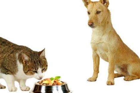 Like Cats and Dogs? Teach Your Dog and Cat to Live in Harmony – American  Kennel Club