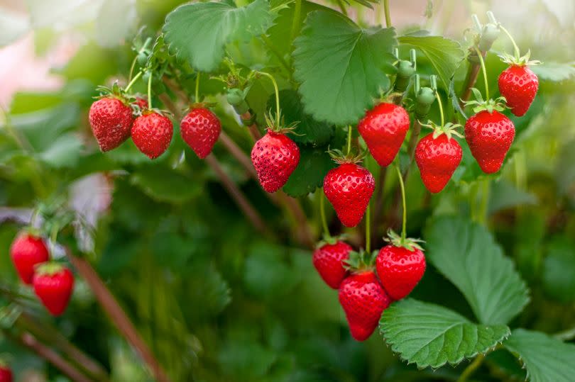 strawberry plant