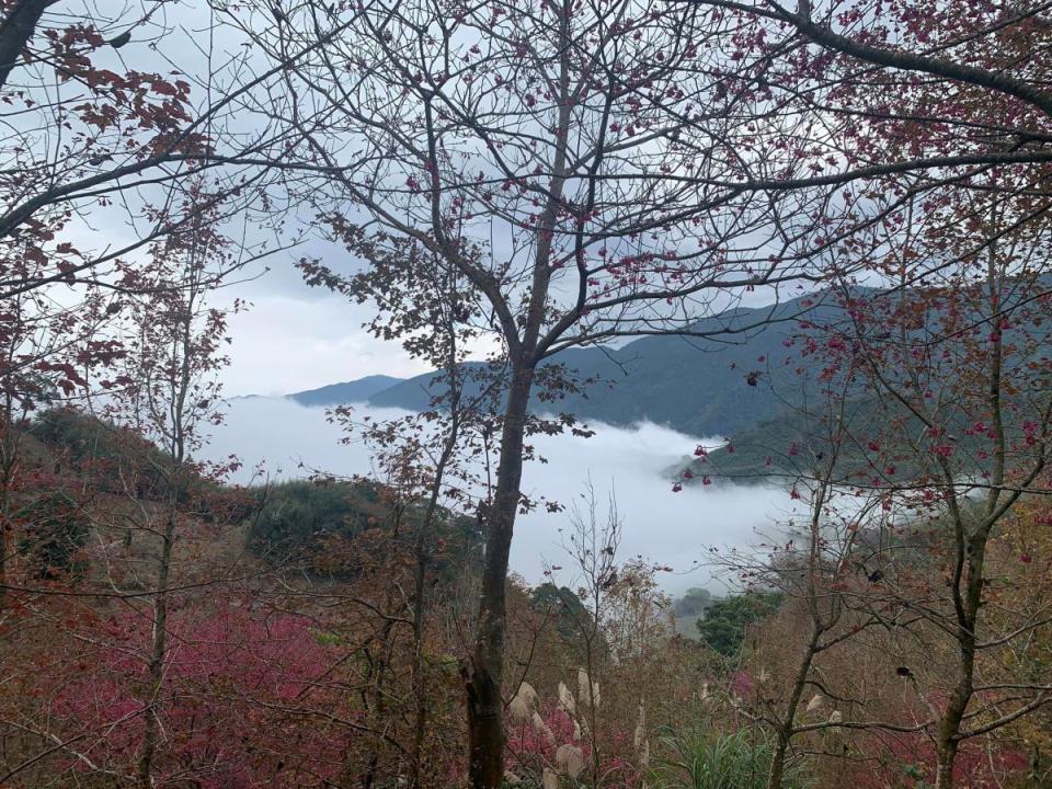 苗栗山櫻花春節期間滿開，鄉間四處可見美景。（圖：彭清仁攝）