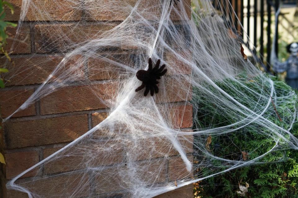 Fake cobwebs can be lethal for birds. Shutterstock