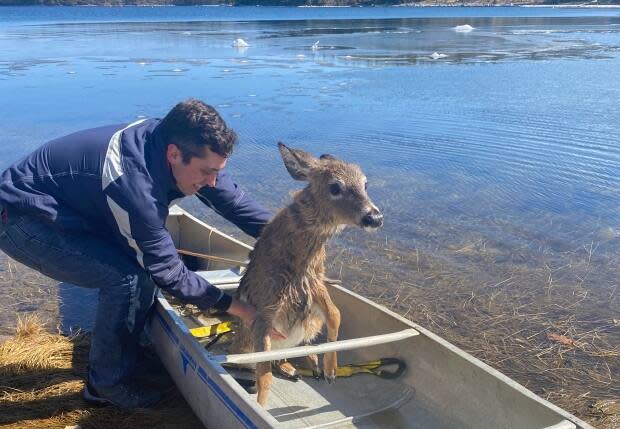 Brenan Isabelle managed reach the deer, get the sling around its chest and hauled into the canoe, before he paddled back to shore. (Submitted by Brenan Isabelle - image credit)