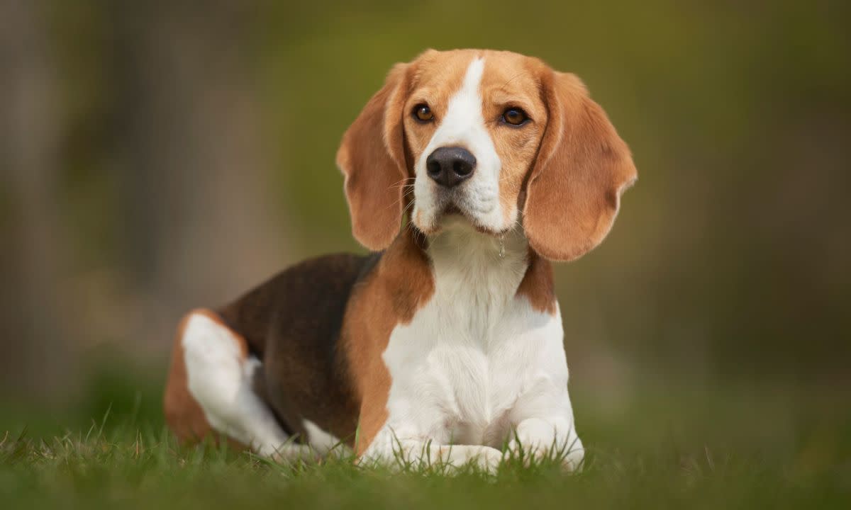 Beagles ranked at 6.<p>Photo by Kurt Pas from Getty Images/Canva</p>