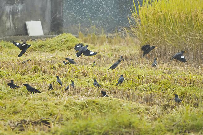 外來種白尾八哥、家八哥如今在台灣已成野外強勢族群，許多地方都可見到牠們的身影，一群白尾八哥在稻田覓食。（黃子明攝）