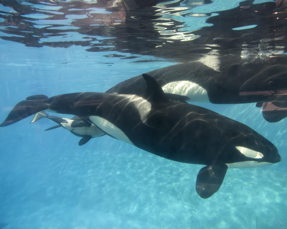 Kasatka's daughter, Kalia, and her newborn calf on Dec. 4, 2014. Kasatka, seen in the background, stayed close to Kalia during labor and delivery. (Photo: Mike Aguilera/SeaWorld San Diego via Getty Images)