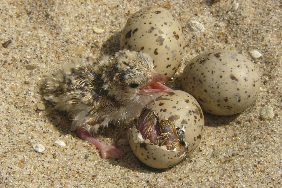 In this 2007 photo provided by the U.S. Army Corps of Engineers, an interior least tern hatchling sits with other eggs in a nest on an island in the Lower Mississippi River. Once hurt the by the damning of major rivers like the Missouri and before that diminished by hunting for feathers for hats, the interior tern population has increased tenfold in population since 1985 to more than 18,000. On Wednesday, Oct. 23, 2019, the U.S. Fish and Wildlife Service will propose taking the interior population of the least tern off the endangered list. (USACE, Memphis District via AP)