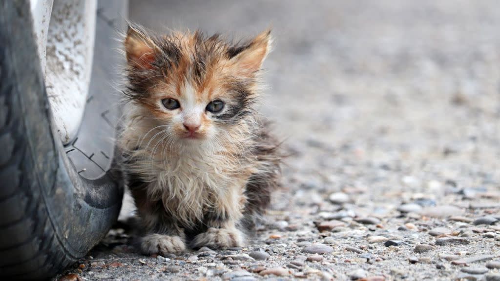 Little kitten, similar to the one who was rescued in Ohio, standing beside a truck wheel.