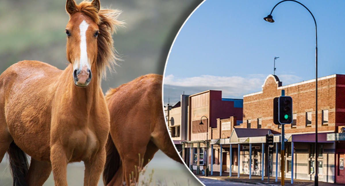 Major investigation as 500 horses found 'butchered' on Aussie property