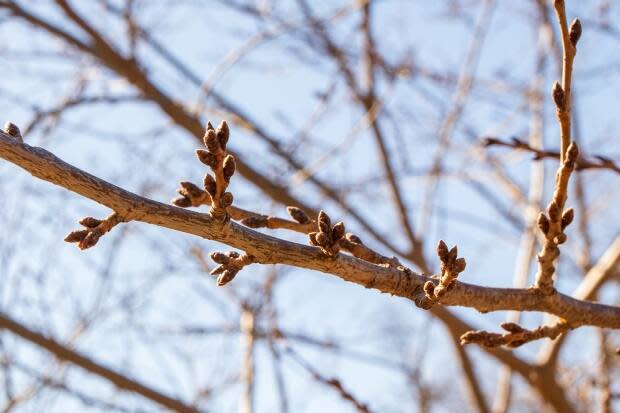 New buds on a cherry tree in High Park. Steve Joniak, who writes the Sakura in High Park blog, expects a good blooming season. 