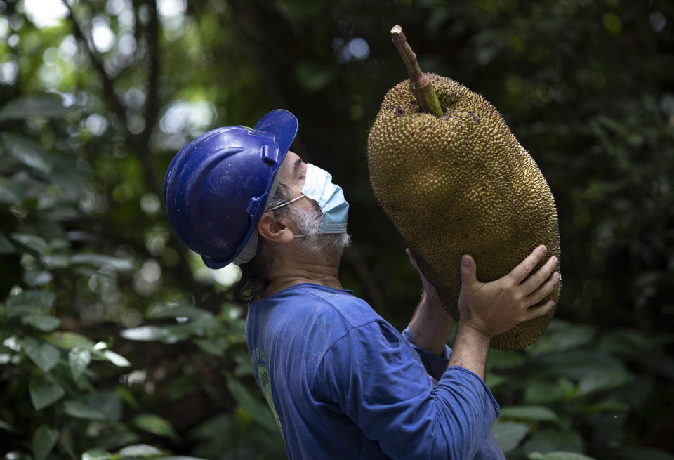 Pedro Lobao holds a jackfruit he harvested on the grounds of the state's government palace in Rio de Janeiro, Brazil, Wednesday, Feb. 10, 2021. Lobão is part of the Hands in the Jackfruit organization that promotes the culinary use of the fruit. (AP Photo/Silvia Izquierdo)