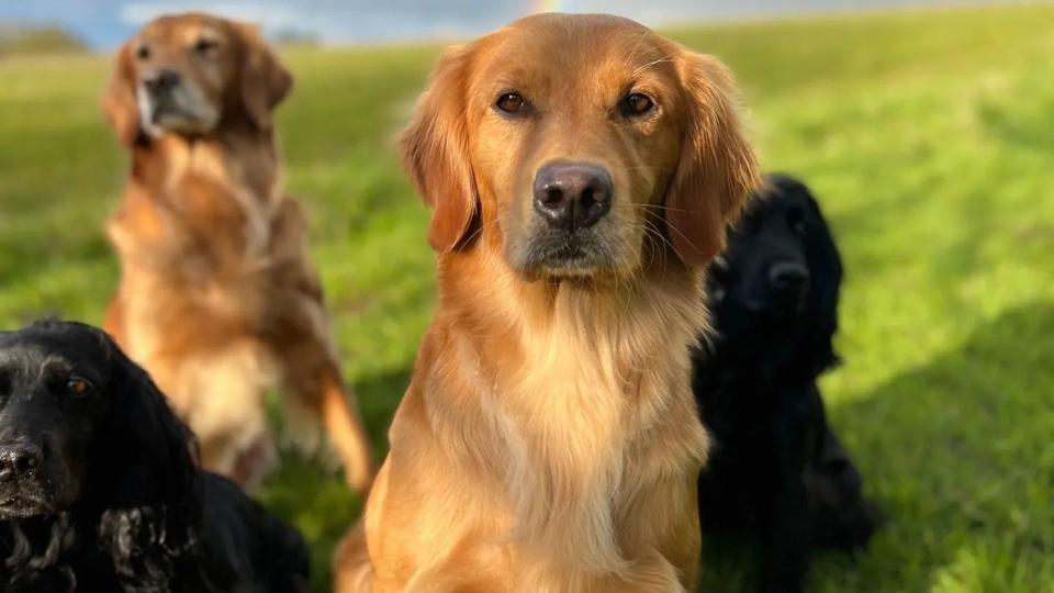 The sweet photo featured four of James' dogs