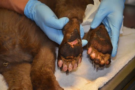 A bear cub whose feet were burned in the 416 wildfire is treated by Colorado Parks and Wildlife staff in Durango, Colorado, U.S. June 27, 2018. Picture taken June 27, 2018. Joe Lewandowski/Colorado Parks and Wildlife/Handout via REUTERS.