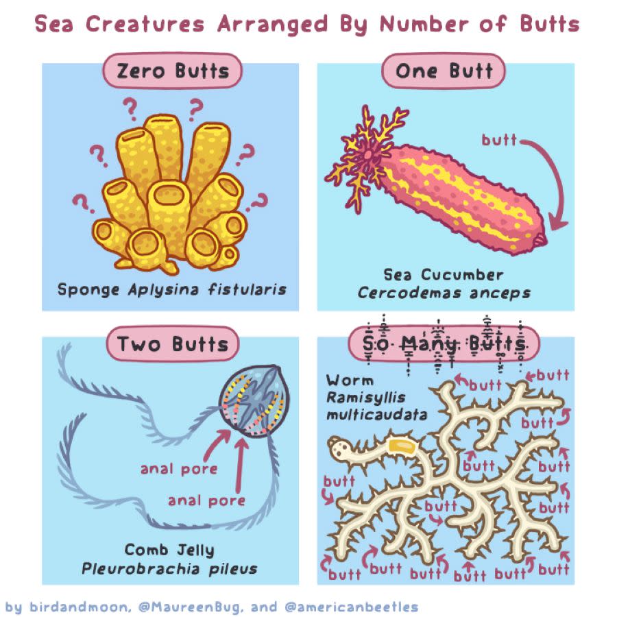 A comic shows four animals and describes the number of butts each one has.