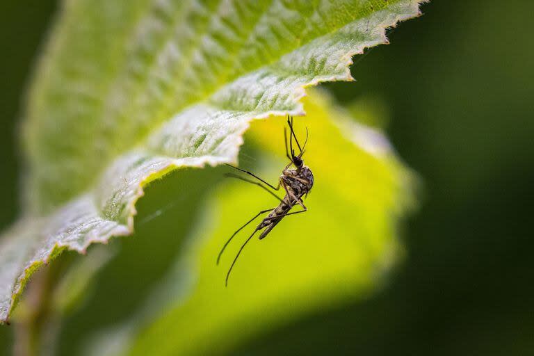 Los especialistas señalan que las variaciones genéticas y fisiológicas de cada persona hacen que sean más o menos picadas por los mosquitos