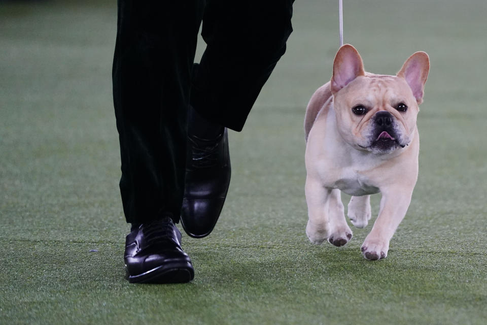 FILE - Winston, a French bulldog, competes for Best in Show at the 146th Westminster Kennel Club Dog Show, Wednesday, June 22, 2022, in Tarrytown, N.Y. French bulldogs are ranked as the United States' favorite dog breed, yet none has ever won the nation's pre-eminent dog show. This year, Winston is a strong contender to take the trophy at the Westminster Kennel Club dog show. (AP Photo/Frank Franklin II, File)