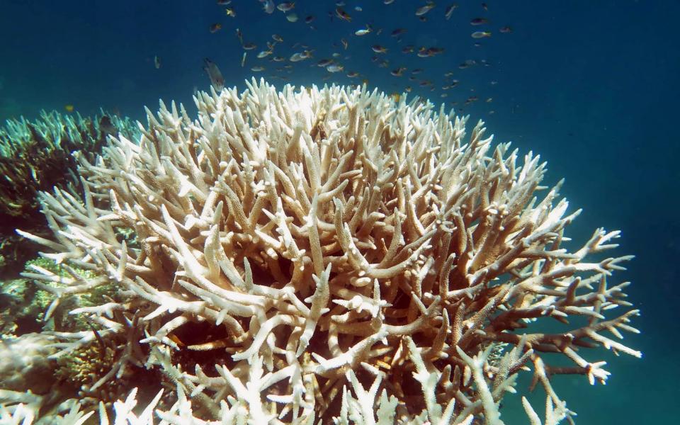  Bleaching on a coral reef in Great Barrier Reef - Credit: AFP