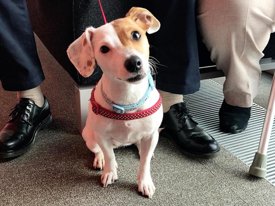 Molly, a Jack Russell born with male and female parts who has made a complete recovery after undergoing rare gender reassignment surgery (BBC/PA Wire)