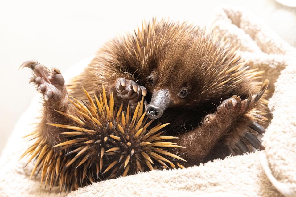 An injured echidna is photographed in November 2022 at Taronga Zoo's Wildlife Hospital in Sydney. While similar in its appearance, the species is different from that of Attenborough’s long-beaked echidna, which had until recently not been observed since 1961.