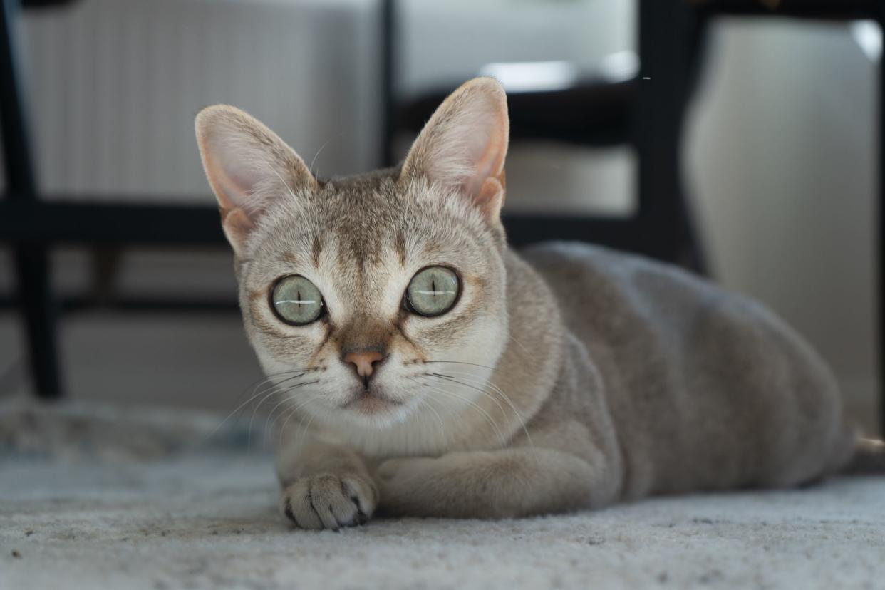 The face of a Singapura cat, selective focus, laying on a grey carpet on the floor, furniture and household items darkened blurred in the background