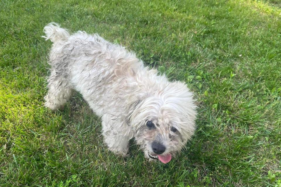 The officer who shot Teddy, believed he was infected rabies. His behavior was due to the fact that he was deaf and blind (City of Sturgeon/Facebook)