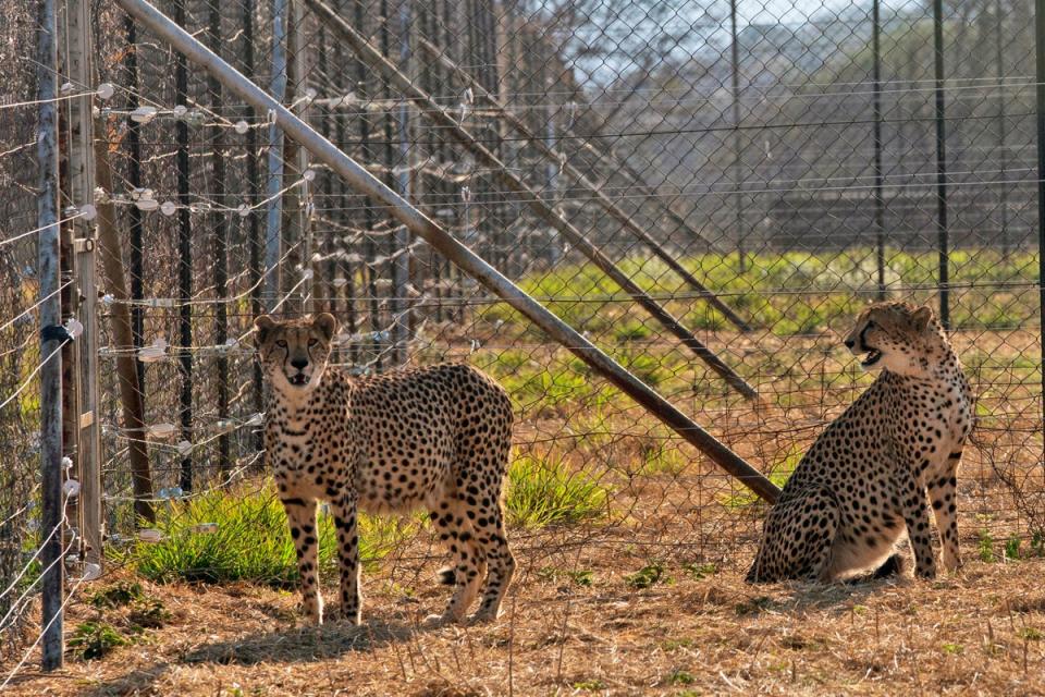 Two cheetahs are seen inside a quarantine section before being relocated to India at a reserve near Bella Bella, South Africa, Sunday, 4 Sept 2022 (Copyright 2022 The Associated Press. All rights reserved.)