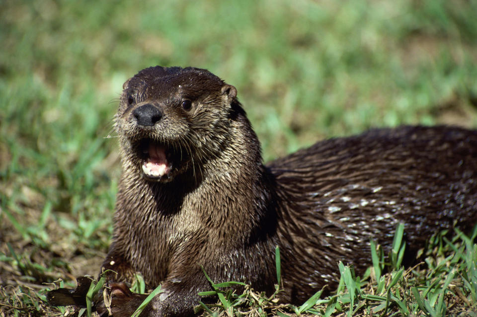 North American river otter in a field