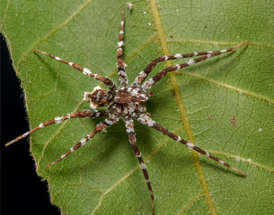 Queensland Cooloola Coast BioBlitz spider was named after prince of darkness Baalzebub.