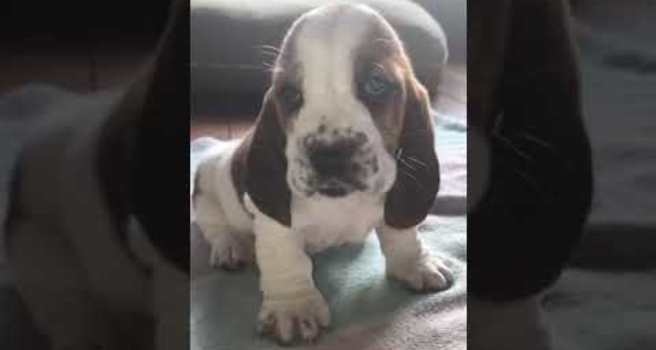 how old do basset hounds start to howl