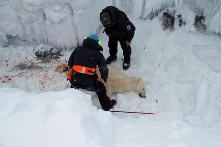 Officials from the Governor of Svalbard’s office inspect a polar bear shot in April 2016 by a group of Finnish tourists as a last resort for their protection near Verlegenhuken, Norway, April 16, 2016. Governor of Svalbard Office/Handout via REUTERS