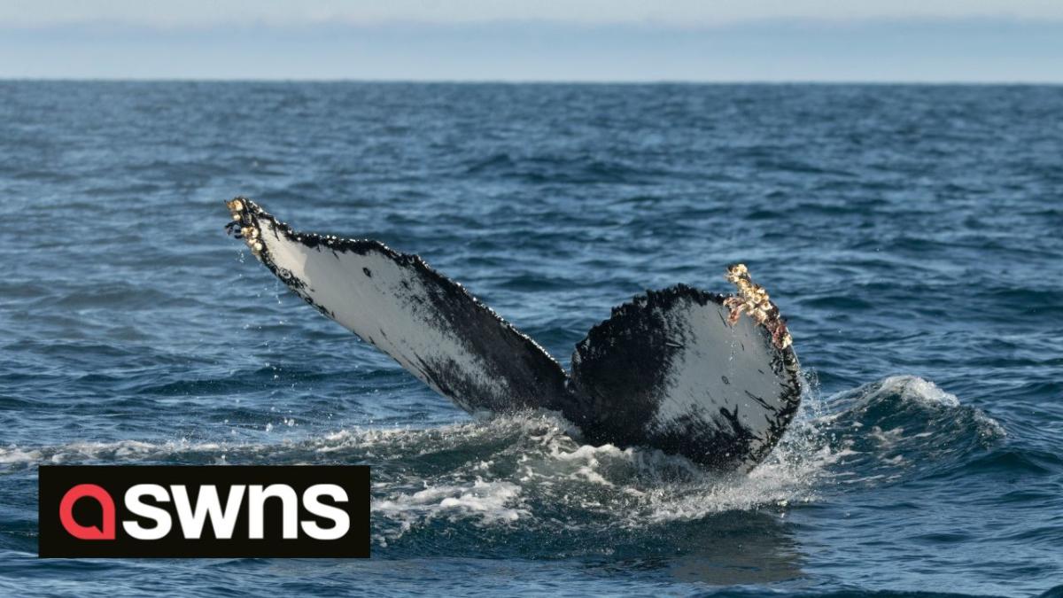 Une baleine à bosse non identifiée vue au large des côtes écossaises porte le nom du photographe animalier qui l’a repérée