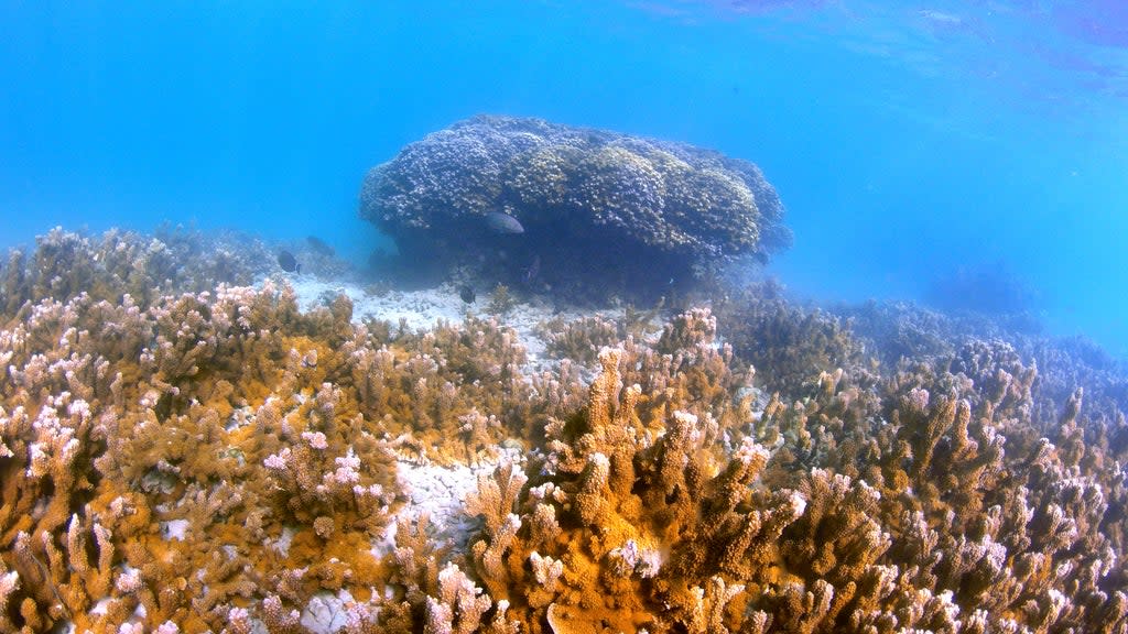 Climate-Super Coral Evolution (AP)