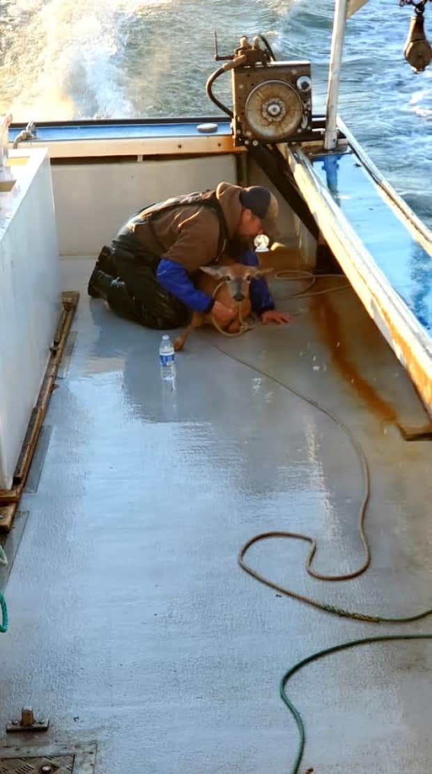 Justin Boudreau says once the deer was on the boat for a second time it calmed down and seemed to enjoy the ride.  (Luc Boudreau - image credit)