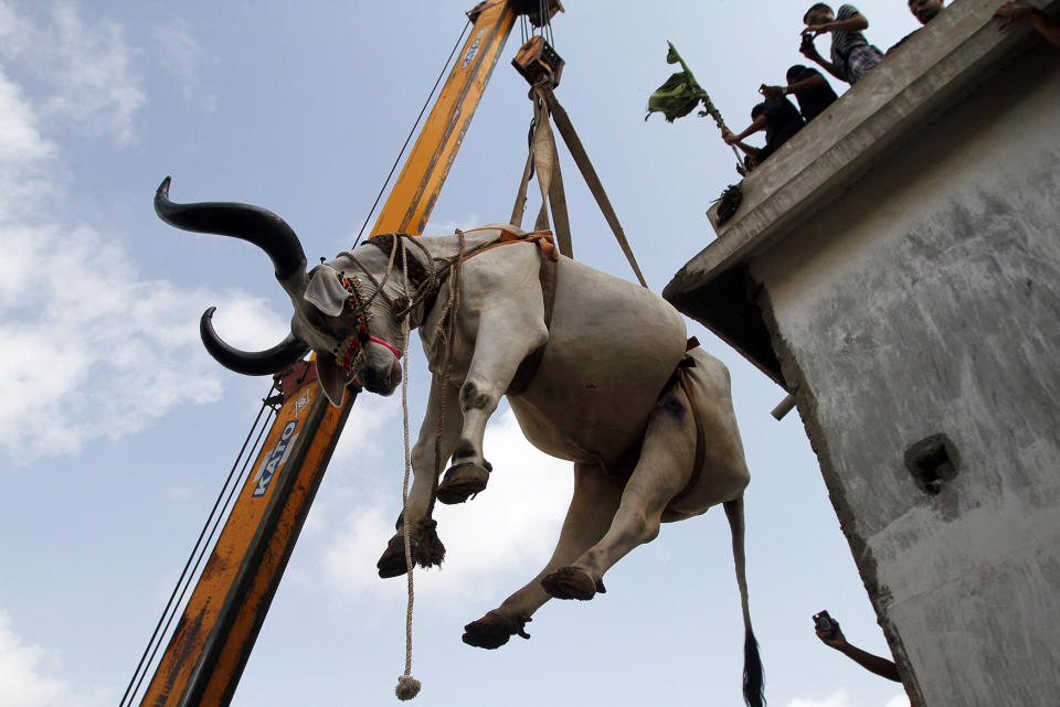 Cattle market