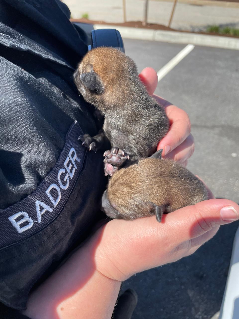 Hingham Animal Control Officer Leslie Badger holds the two coyote pups he rescued from a yard on Rice Street last week. The pair are receiving treatment on the Cape and will be returned to the wild when they are well enough.