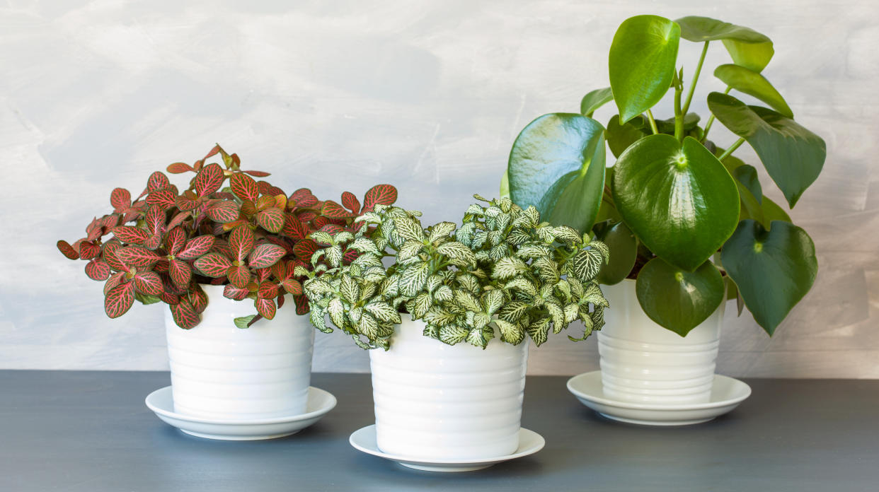  Group of small indoor plants in white pots. 