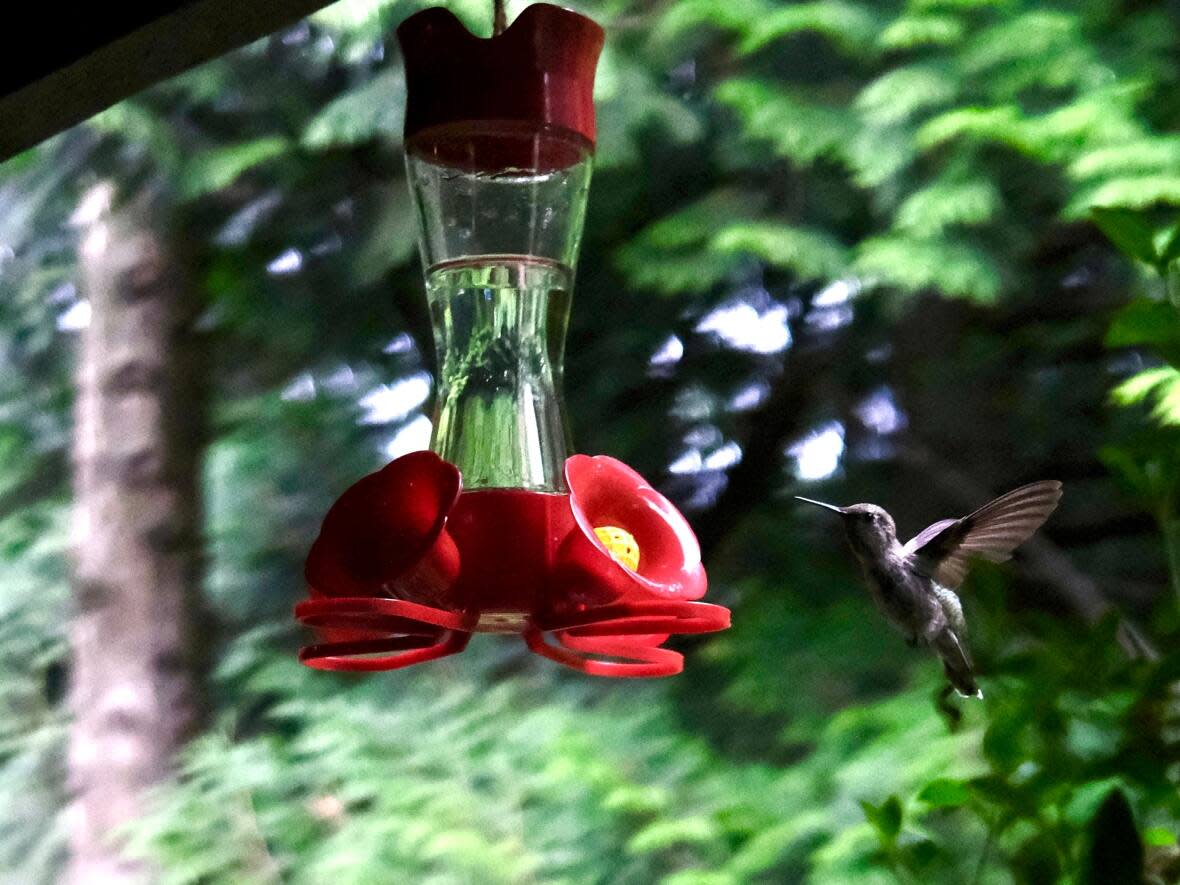 A hummingbird hovers at a backyard feeder in Burnaby, B.C. (Brendan Carroll/Submitted - image credit)