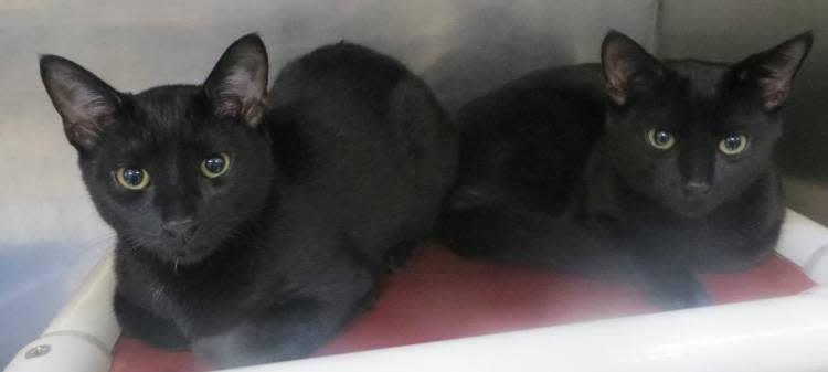 The Taunton Animal Shelter Pets of the Week are male domestic shorthair cats named Spencer and Oliver.