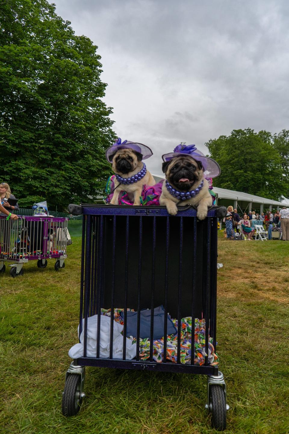 pugs on top of a cart at westminster