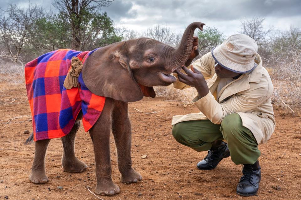 A young elephant, orphaned by the drought plays with its keeper at a David Sheldrivk Wildlife Trust Facility in Tsavo National Park (Charlie Hamilton James)