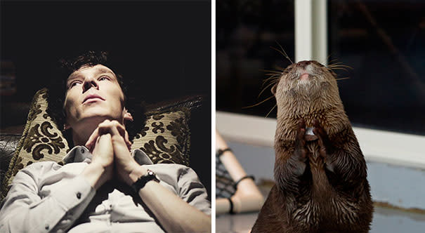 Liegend auf seinem Sofa und über einen Fall philosophierend – so kennt man Benedict Cumberbatch in "Sherlock". Über was wohl der Otter in diesem Moment gerade nachdenkt? (Bild-Copyright: Tumblr/benedictvsotters)