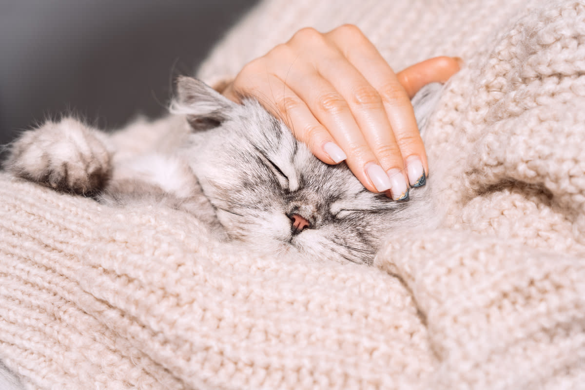 A sleepy grey cat being cuddled by its owner<p>Creative Cat Studio via Shutterstock</p>