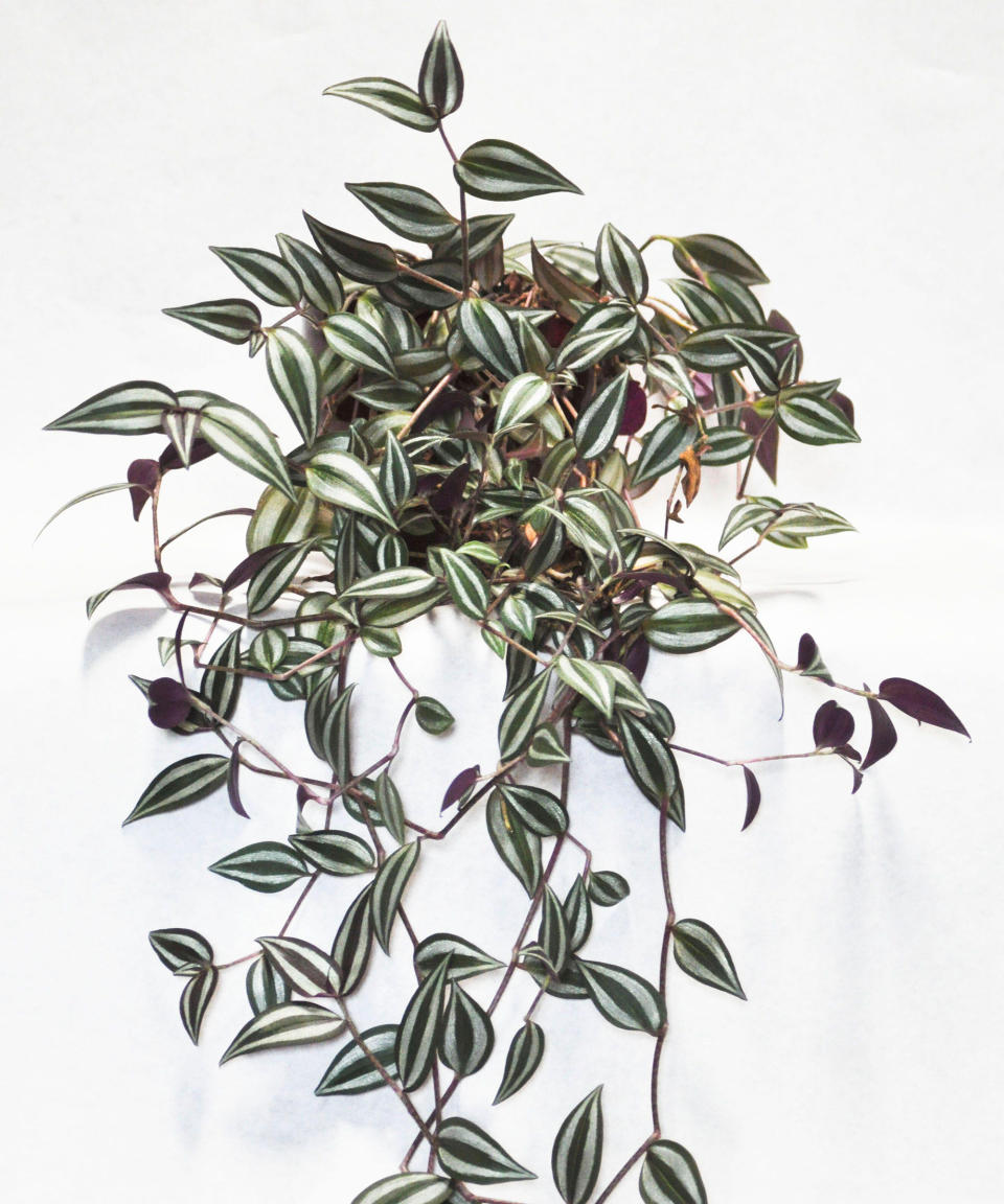 12. Silver-inch Plant (Tradescantia Zebrina)