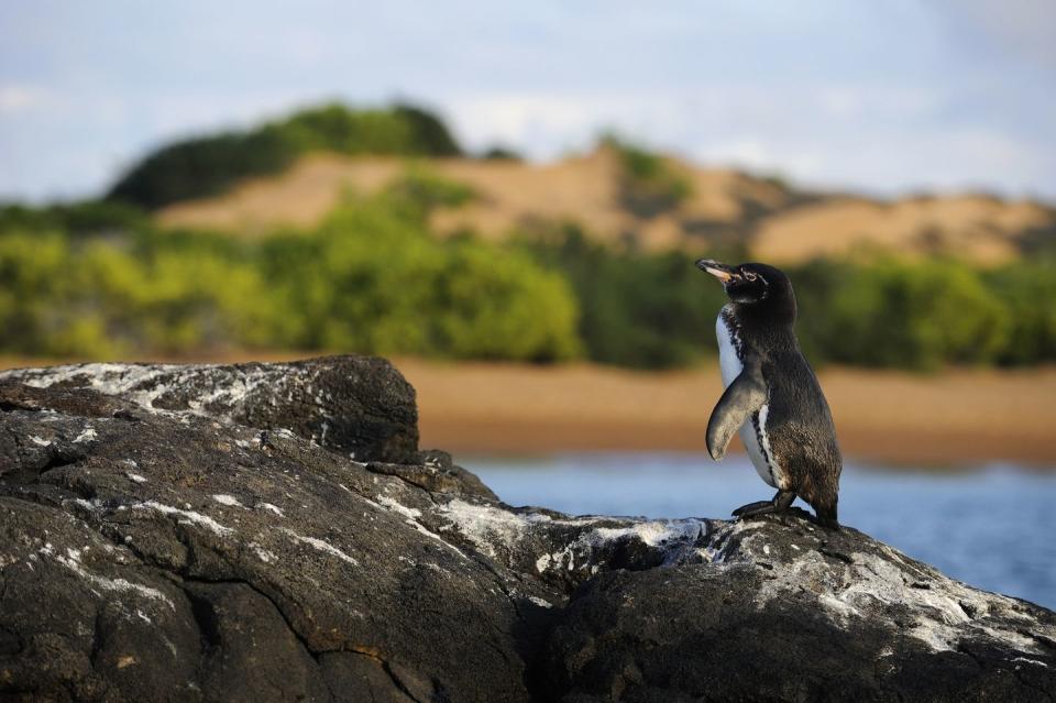 Not all penguins live in the Antarctic.