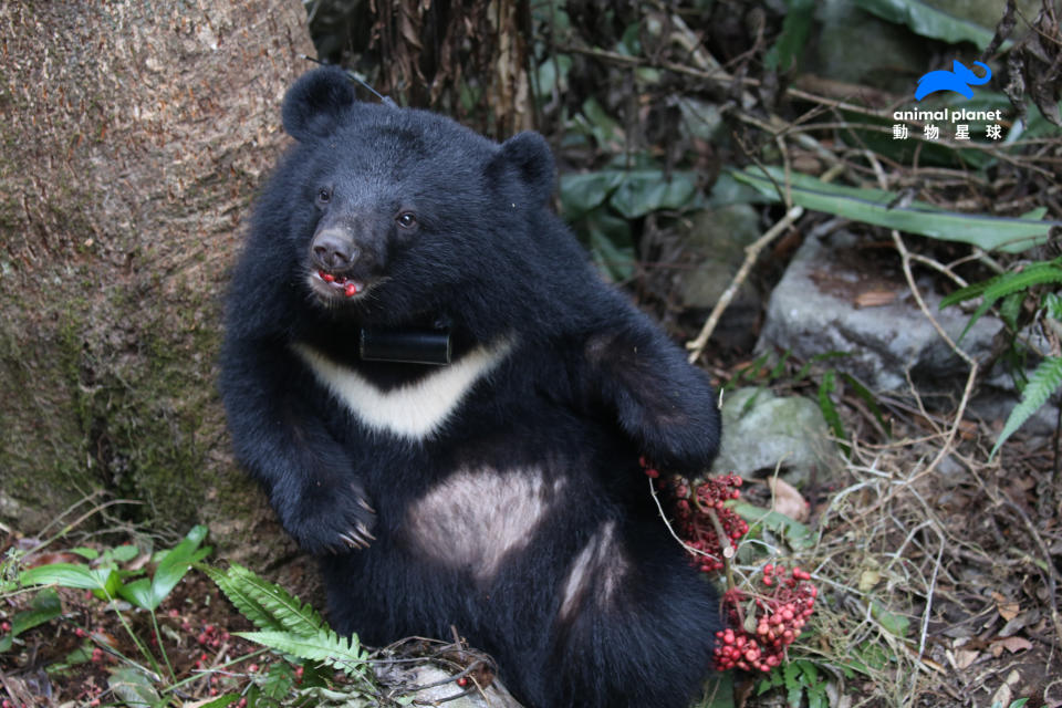 紀念世界動物日，《黑熊來了》重新播放。（圖／牽猴子提供）