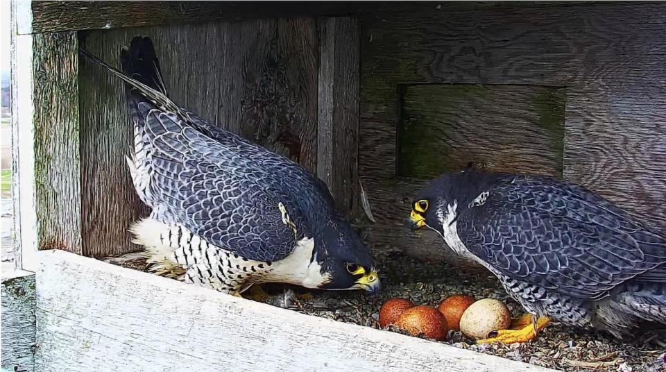 Jill Marvin, director of the Magnetic Hill Zoo, said the falcon parents took really good care of their eggs. 